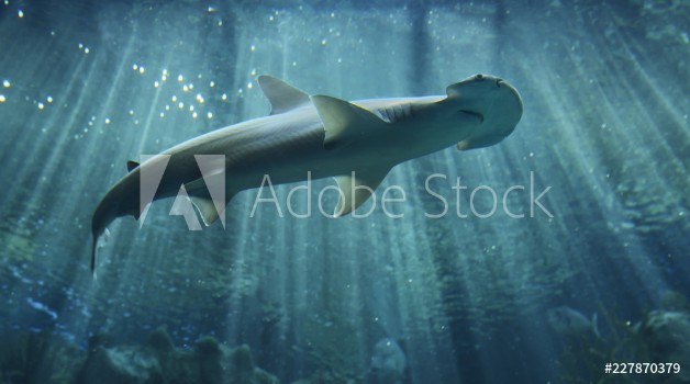 Bild på Hammerhead shark